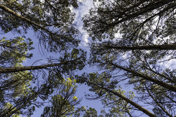 Tree perspective in nature