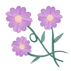 purple daisy flowers watercolor illustration 