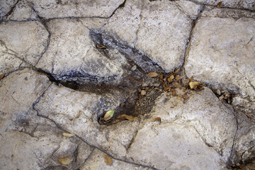 Dinosaur footprint on the stone
