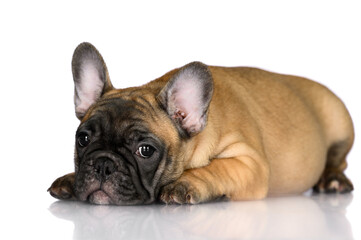 adorable red french bulldog puppy lying down, isolated on white background