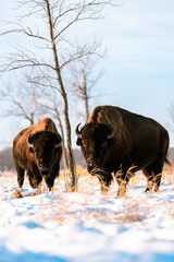 Bison Bulls