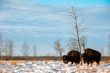 Bison Bulls Landscape © MDett