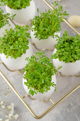 Fresh micro greens. Microgreens of arugula and cress salad grow in white egg shell. Growing microgreens at home gardening. Easter composition