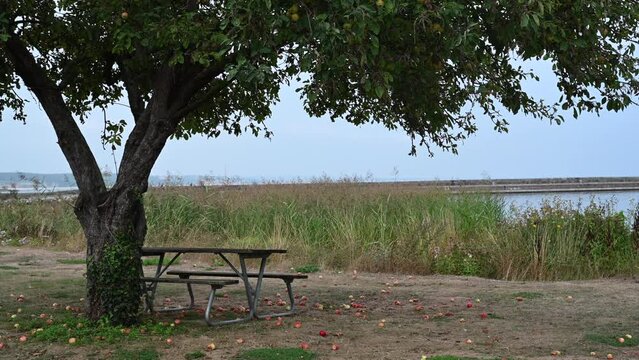 Empty bench and picnic table under an apple tree on the seaside in south of Sweden on an autumn day. Coastal footage taken in the Swedish village Kivik in the region Sk&aring;ne, Sweden.