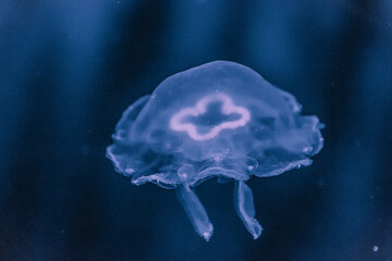 little Jellyfish