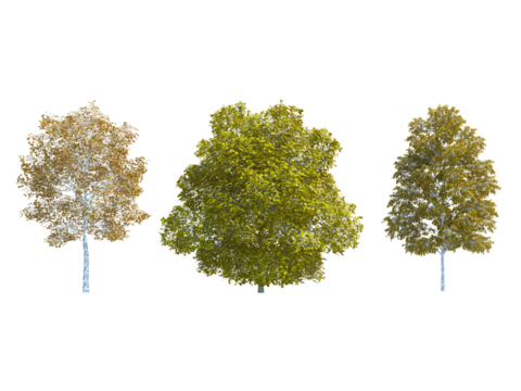 Birch Tree Chestnut European White Birch tree set png alpha channel