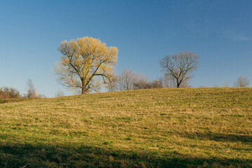 Beautiful green hills, pastures and trees