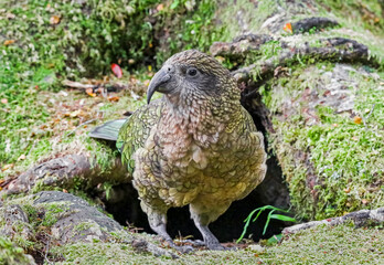 Close-up view of a Kea (Nestor notabilis) in front of his nest at Kaka creek Lookout (Fjordland, New Zealand)