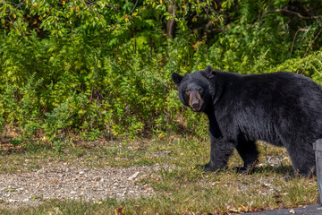 Black Bear Walking to the Woods Looking at Camera