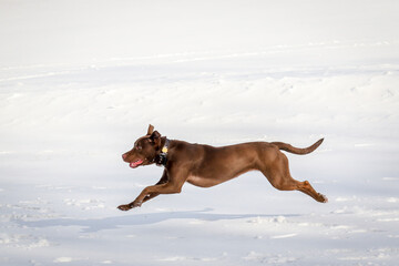 Brown Dog Stretched out and Running in the Snow