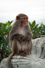 singe macaque sauvage en liberté autour du temple de Lady Buddha à Da Nang au Vietnam.