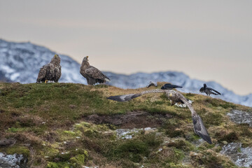 White-tailed eagle (haliaeetus albicilla)
