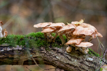 Closeup of macro of mushrooms