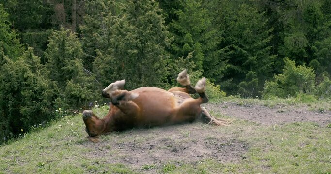 Un cheval se roule sur le dos et se rel&egrave;ve pour brouter-Savoie