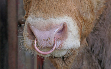 Red Limousine Bull with a ring in nose in shed on a farm