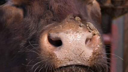 Cow with warts caused by an infectious and contagious virus bovine papilloma virus BPV in Cattle shed - obrazy, fototapety, plakaty