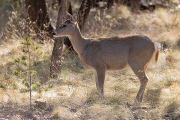 Cse Whitetail Deer Doe in the Chiricahua Mountains Arizona