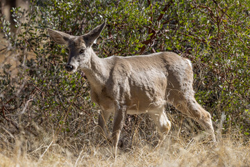 Cse Whitetail Deer Doe in the Chiricahua Mountains Arizona