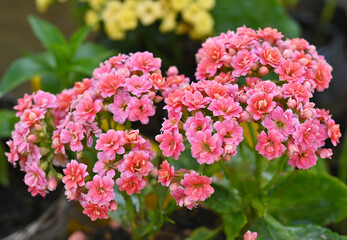 kalanchoe blossfeldiana pink flowering in garden.