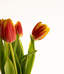 Obraz premium tulip