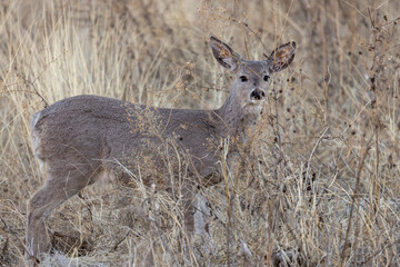 Cse Whitetail Deer Doe in the Chiricahua Mountains Arizona