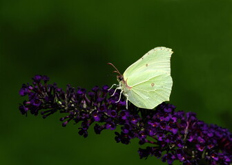 lemon butterfly up summer lilac,zitronenfalter auf sommerflieder