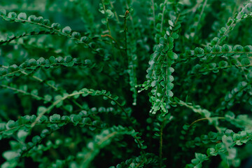 Close up nature view tropical green leaves.