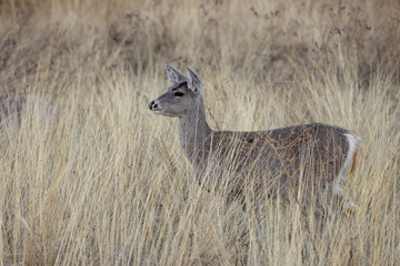 Cse Whitetail Deer Doe in the Chiricahua Mountains Arizona