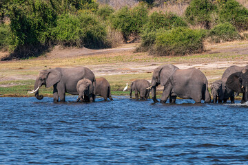 Naklejka na ściany i meble Family of African elephants drinking at a waterhole in Chobe national park.