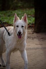 Photo of a big white dog in the forest