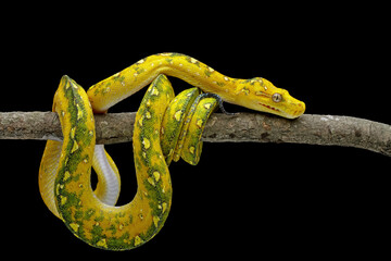 Green tree python on branch with black background, non venomous snake, Morelia viridis