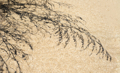 Fototapeta na wymiar Shadows from plants on the sands. Copy space for text.