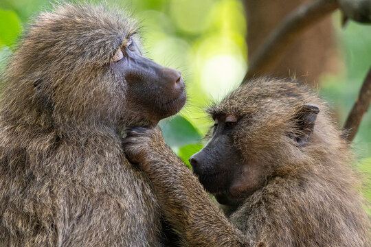 Olive baboon (Papio anubis) grooming, Lake Manyara National Park, Tanzania, East Africa, Africa