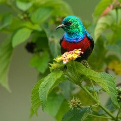 A Red Chested Sunbird on a lantana bush