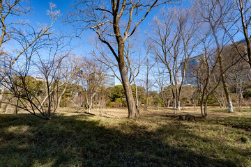 皇居東御苑二の丸雑木林