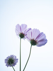 Close-up of pink cosmos flowers on a light background.