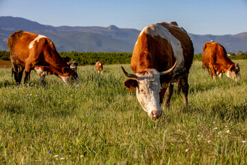 Grazing Cattle Zallq Istog Province