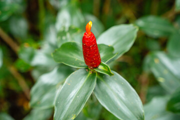 Costus spicatus, also known as spiked spiralflag ginger or Indian head ginger, is a species of herbaceous plant in the Costaceae family