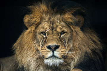 Barbary lion portrait in nature park
