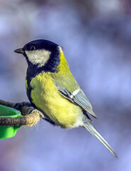The great titmouse is sitting on the bird feeder. Close-up