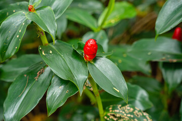 Fototapeta premium Costus spicatus, also known as spiked spiralflag ginger or Indian head ginger, is a species of herbaceous plant in the Costaceae family