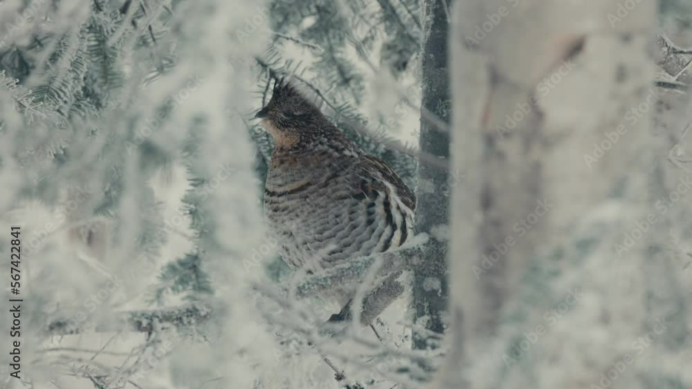 Poster ruffed grouse resting on a tree branch on a snowy forest. selective focus shot