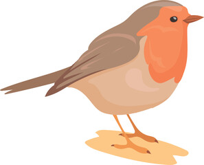 Robin bird. Feathered animal stand on ground. Wild nature