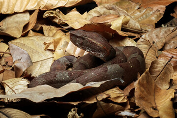 Trimeresurus puniceus snake camouflaged on dry leaves, high venomous snake, animal closeup