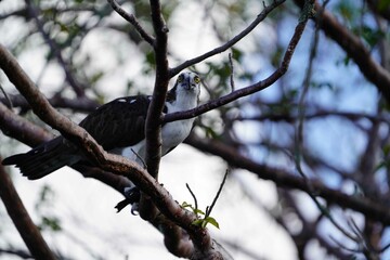 Osprey on a tree in the everglades