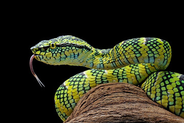 wagleri pit viper snakes on branch, tropidolaemus wagleri