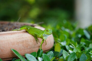 Green Lizard in Florida