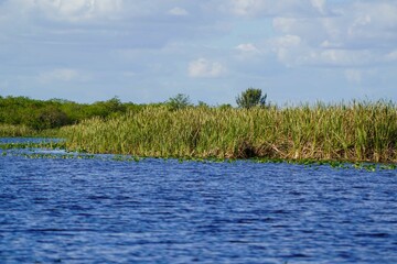 Plants and Wildlife in the Florida Everglades