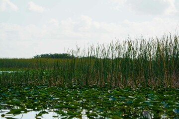 Plants and Wildlife in the Florida Everglades