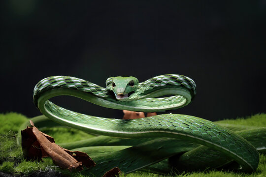 ahaetulla prasina snake ready to attack, green snake on grass, animal closeup